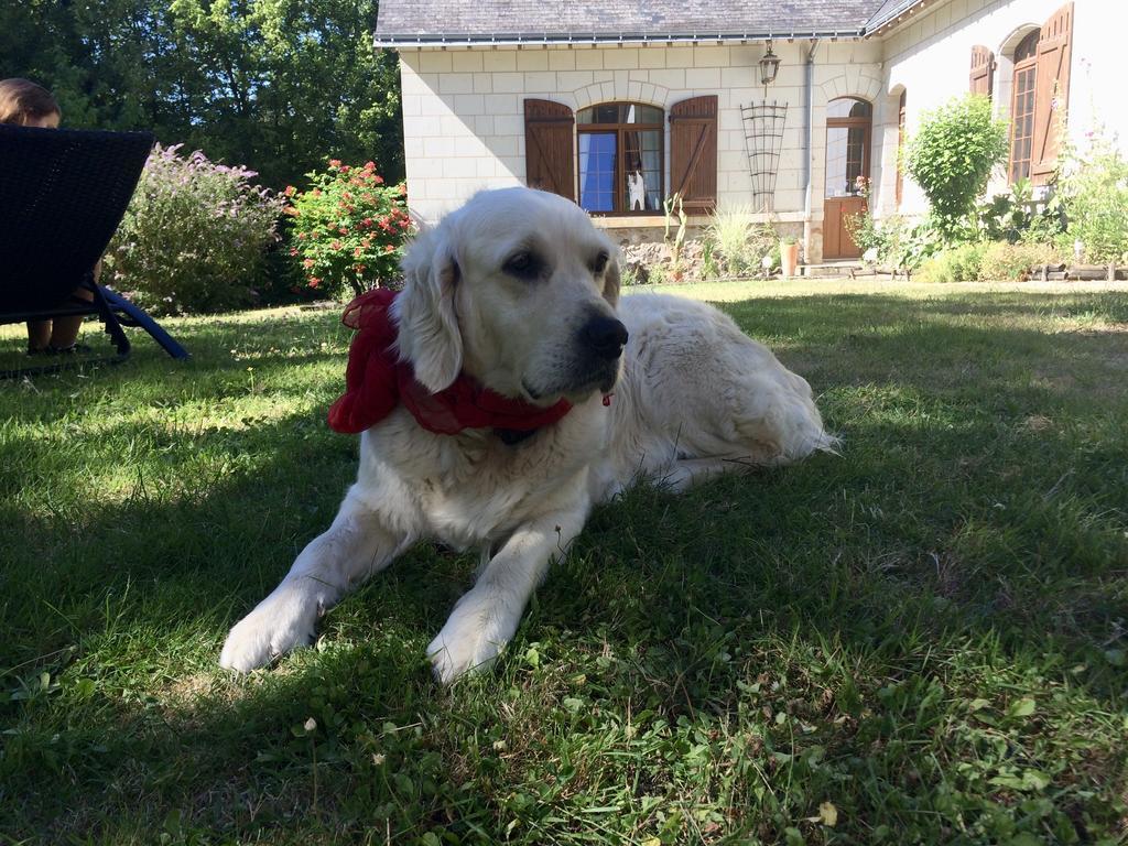 Gennes-Val-de-Loire Domaine De Joreau المظهر الخارجي الصورة